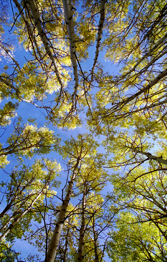ASPEN TREES