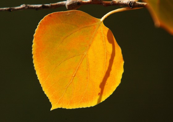 A golden Aspen leaf in Vail, Colo., Sept. 16. The annual fall colors throughout the Colorado mountains will reach their peak brilliance soon.