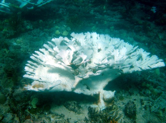BLEACHED ELKHORN CORAL