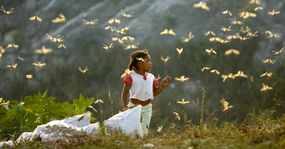 What at first glance might appear to be butterflies are actually locusts in a field just outside Cancun, Mexico, on Monday. This four-year-old girl seems unphased by the invaders.