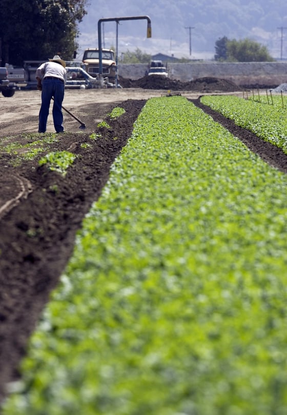 Spinach Growers Tally Losses As E. Coli Investigation Continues