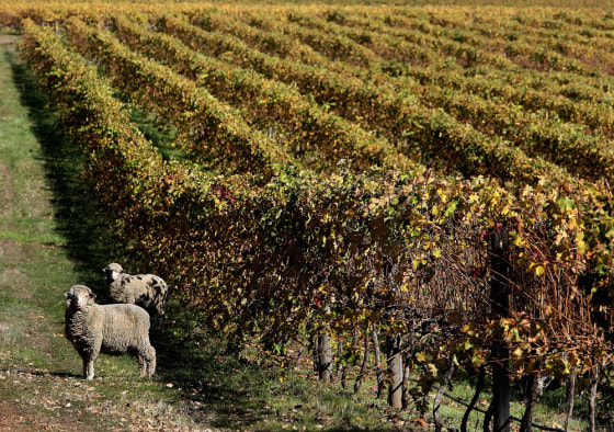 Sheep (below-L) graze in a vineyard in t