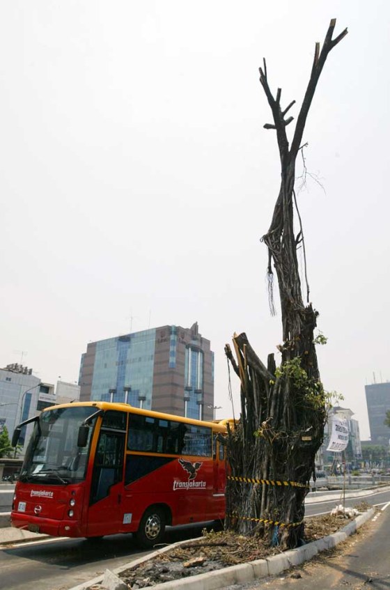 A bus passes the 100-year-old banyan tree that was cut back by an Islamic youth group. On Tuesday the tree still stood strong.