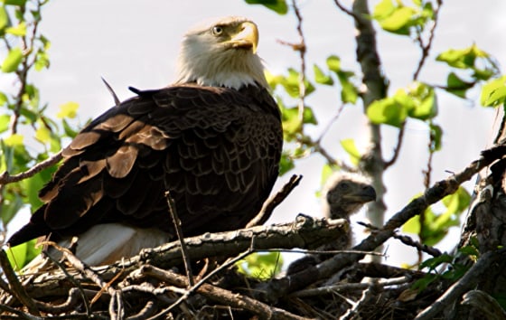 Martha, a bald eagle that was euthanized after injuring her wing, is seen in 2004 with one of her chicks. Earlier this year, Martha had to abandon new eggs after she was hurt in an attack by another eagle. Those chicks later died.