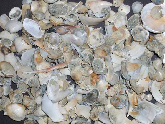 Death assemblage of marine mollusks from Panama, providing a glimpse into the very rich communities found on tropical seafloors.