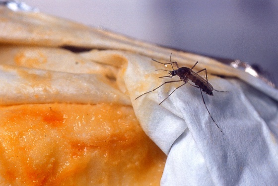 Bart Knols and Ruurd de Jong won an Ig Nobel prize for showing that female malaria mosquitoes are attracted equally to the smell of Limburger cheese and to the smell of human feet.