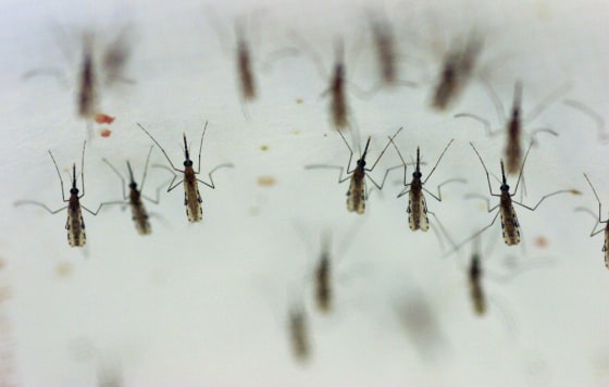 Female mosquitoes are kept in an incubator at the University of Maryland’s new Insect Transformation Center in Rockville.