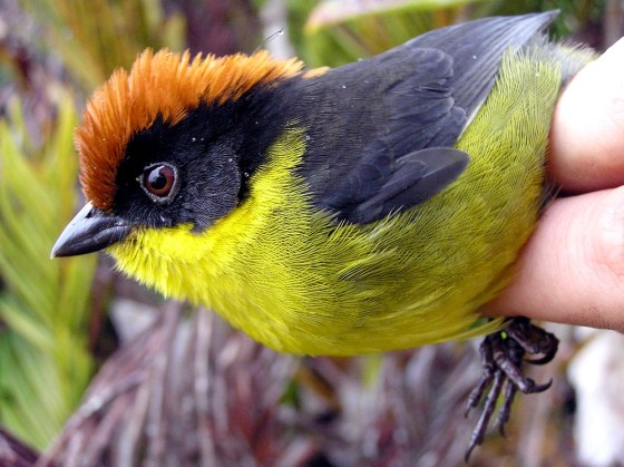 The bright yellow and red-crowned Yariguies brush-finch was named for the indigenous tribe that once inhabited the mountainous area where it was discovered.