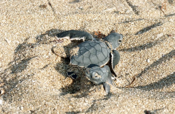 To match feature LEBANON TURTLES