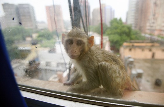 An Indian monkey takes shelter on a wind
