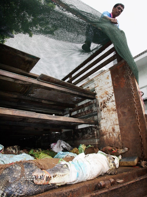 A Thai Custom Department officer in Bangkok holds a net to show reporters some of 200 crocodiles foud inside this truck.