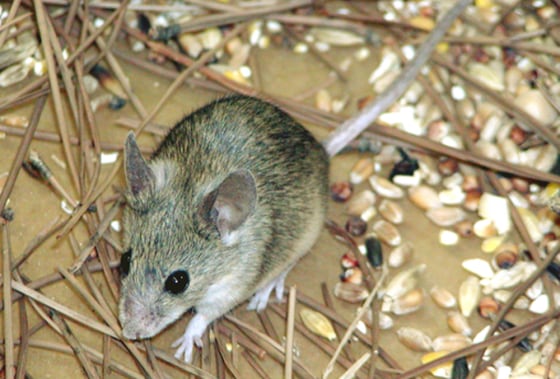 Mus cypriacus, Cypriot mouse