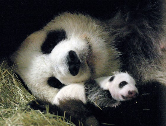 In this photo released by Zoo Atlanta, the giant panda Lun Lun cares for her cub after its second health check on Oct. 5, 2006, at the zoo in Atlanta. The baby panda opened it eyes for the first time on Thursday, Oct. 12.