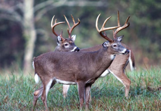 Each fall, huge deer are harvested in the woods with bow and arrow at the Tara Wildlife Resort in Mississippi.