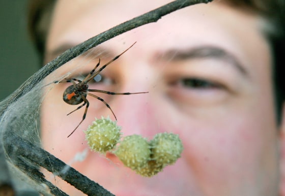 This brown widow spider, seen with her egg sacks, lives at the Audubon Nature Institute in New Orleans, but many of her peers have broadened their habitat, invading city areas where they had never been seen before Hurricane Katrina.