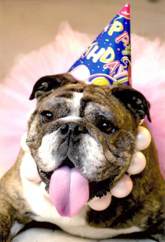 To match feature LIFE HALLOWEEN PETS