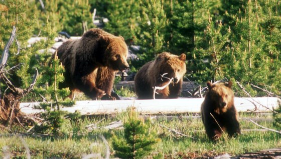 A grizzly sow and two cubs cross a meadow in Montana. A mining company says it will improve grizzly habitat if allowed to mine in Montana's Cabinet Mountains Wilderness, and the U.S. Fish and Wildlife Service says the habitat plan is sound.