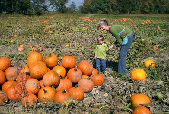To match feature LIFE HALLOWEEN FARM