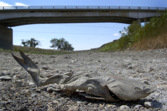 A catfish carcass is seen in the dried-out Moreau River on the Cheyenne River Indian reservation near Thunder Butte, South Dakota