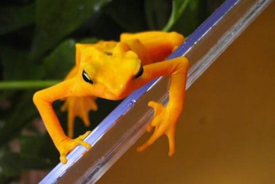 Panama's beloved golden frog, a symbol of good luck and fortune, is so endangered that biologists have stashed dozens of them in two hotel rooms in a desperate attempt to save them from an unstoppable fungus.