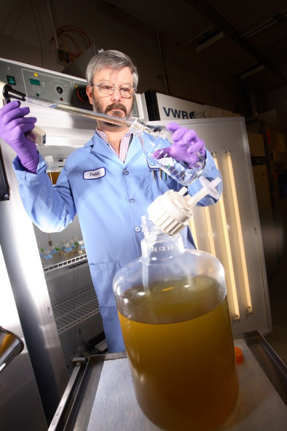 Sandia National Laboratories researcher Todd Lane withdraws a sample for analysis from a culture of microalgae used to produce biodiesel.