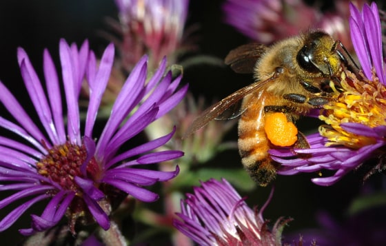 A honeybee alights on an aster flower. Scientists say the number of bee genes related to smell outnumber those linked to taste.