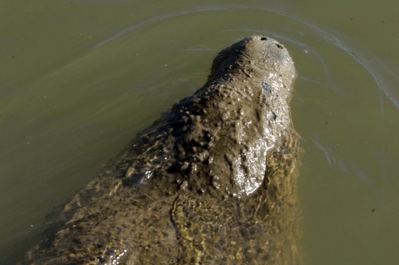 A manatee swims in the Wolf River harbor Tuesday Oct. 24, 2006, just north of the densely populated downtown Memphis, Tenn. Police found a manatee, believed to be the same as the one picture here, dead in a Tenn. lake Dec. 11, 2006.