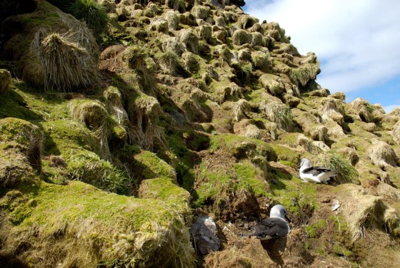 Albatross try to nest on tussock grasses destroyed by rabbits on Australia's Macquarie Island.