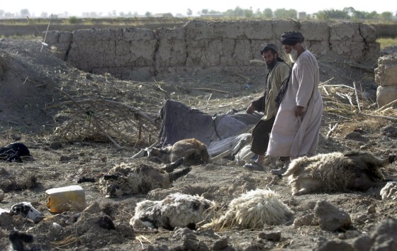 Villagers on Thursday walk next to livestock killed during a NATO warplane attack earlier this week in the Panjwayi district of Kandahar Province, south Afghanistan.