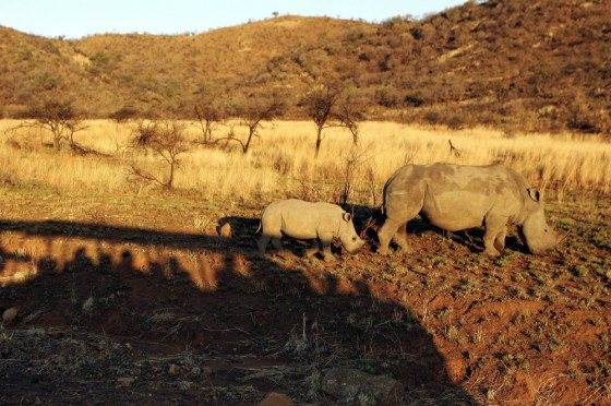 All Blacks Safari And Barbeque