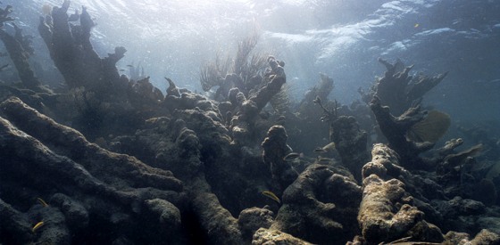 To match feature ENVIRONMENT CORAL BELIZE