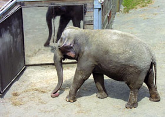 A 34-year-old female Asian elephant named Happy showed researchers that pachyderms can recognize themselves in a mirror — a highly complex behavior previously known in only a few other species.