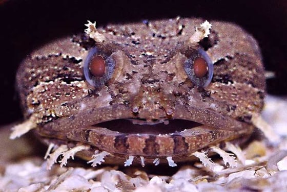 Toadfish can eavesdrop on the calls of dolphins to avoid getting eaten. Researchers found that the fish stop calling to each other if they hear low-frequency "pops" from predatory dolphins.