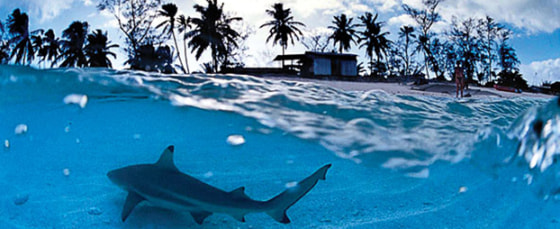 Blacktip reef sharks patrol the shallows of Aldabra's lagoon.
