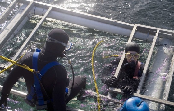 Tourist divers plunge in a shark diving cage off the Farallon Islands 26 miles west of California's coastline