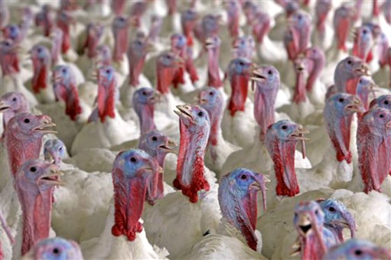 Thanksgiving chefs can still turn to the famous Turkey Talk-Line despite the sale of ConAgra Foods Inc's iconic Butterball brand to privately held Carolina Turkey in October. The company claims consumers won't notice the change this Thanksgiving as service will remain as smooth as ever.