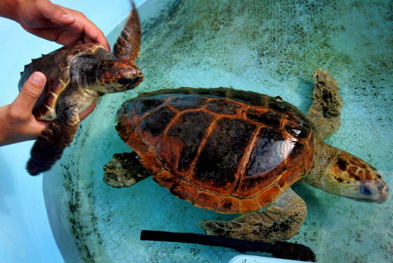 Israeli Ecologists Struggle To Protect Mediterranean´s Turtles