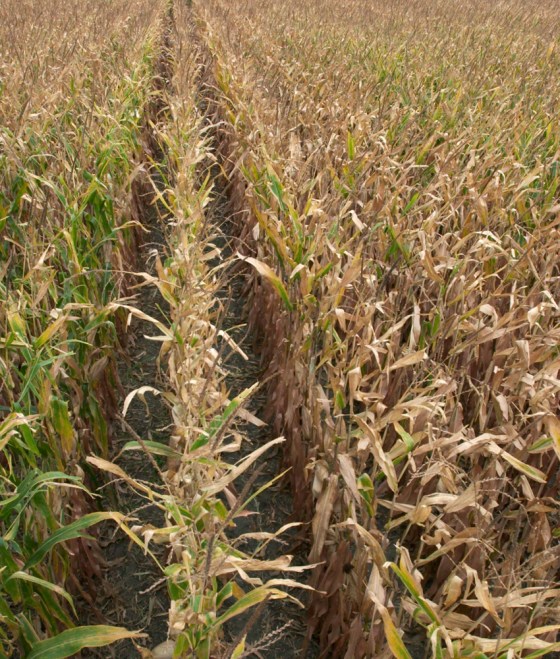 The holy grail for ethanol researchers is to use the entire corn plant, not just kernels but the stalks and leaves.