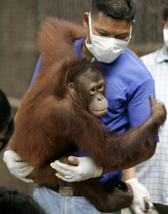 A Thai wildlife official carries an orangutan before it is repatriated to Indonesia, at a wildlife protection centre in Ratchaburi