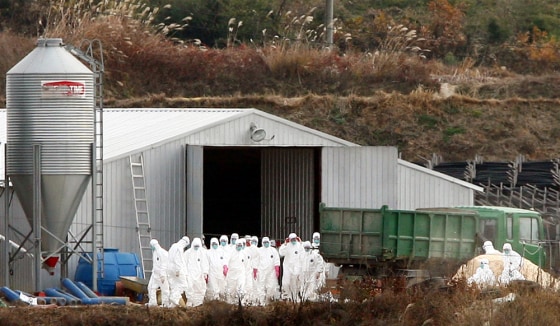 South Korean quarantine officials began slaughtering more than 200,000 poultry after an outbreak of the virulent H5N1 form of bird flu at a chicken farm, the agriculture ministry said.