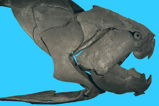 A photograph of the Dunkleosteus terrelli fossil skull. This ancient fish had a bite that exerted 11,000 pounds of force, the strongest bite of any fish ever, and one of the strongest bites of any animal.