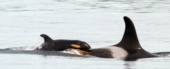 ORCA J-41 J-19 PUGET SOUND
