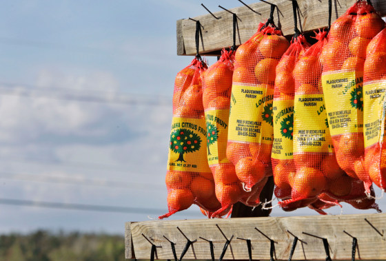 Last year's hurricanes flooded Ben Becnel Sr.'s citrus groves with saltwater, thrashed three of his greenhouses and workers' quarters and destroyed or otherwise damaged hundreds of orange trees.