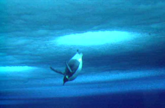 An Emperor penguin dives through a hole into the water below the McMurdo Sound sea ice.