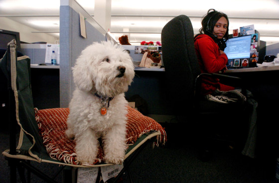 Arnitre Rosser checks on Charmin, her 6-year-old Bichon, while at work at Replacements, Ltd. in Greensboro, N.C. The company allows dogs to be brought work to encourage mental wellness.