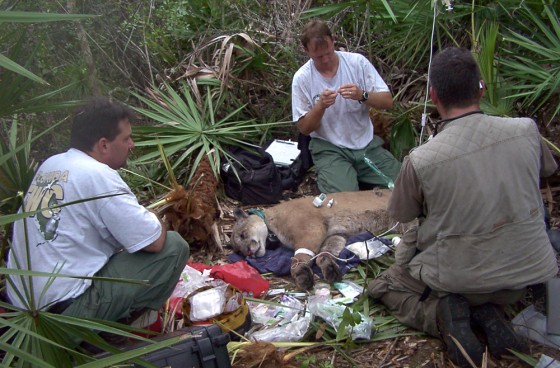 As urban sprawl creeps further into nature, human-panther encounters are becoming more common.