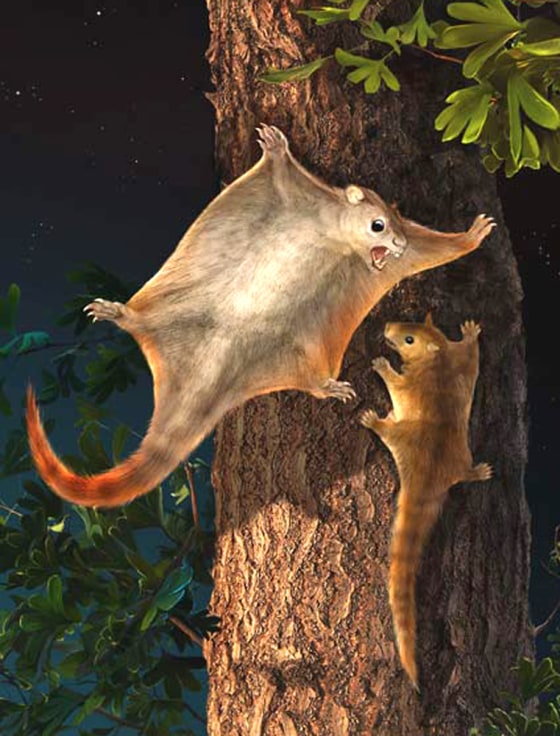An artist's conception shows the squirrel-sized mammals as they may have appeared 130 million years ago.