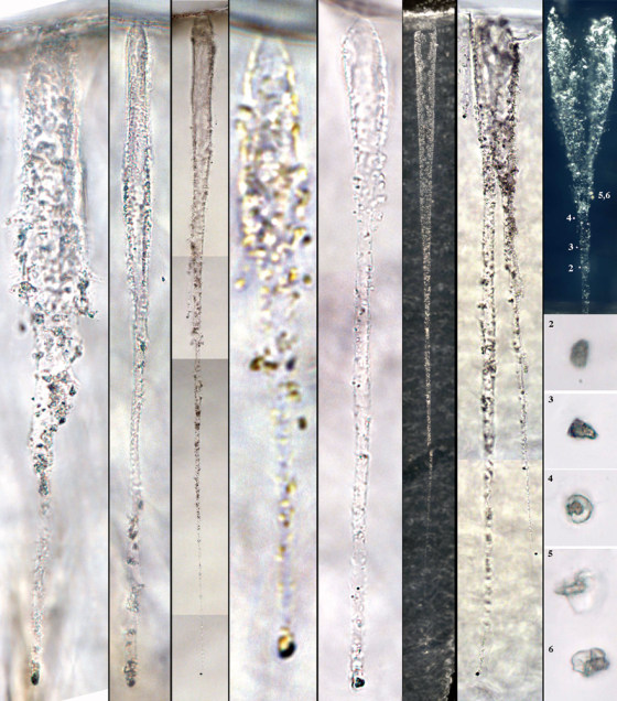 Shown is a collection of comet dust trails retrieved from a capsule that returned to Earth last January. Scientists found an unusual mix of primordial material as if the solar system had turned itself inside out.