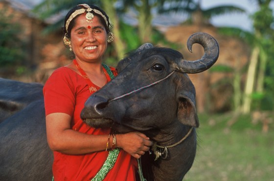 In this undated handout photo released by Heifer International, a woman poses with a water buffalo in Nepal.