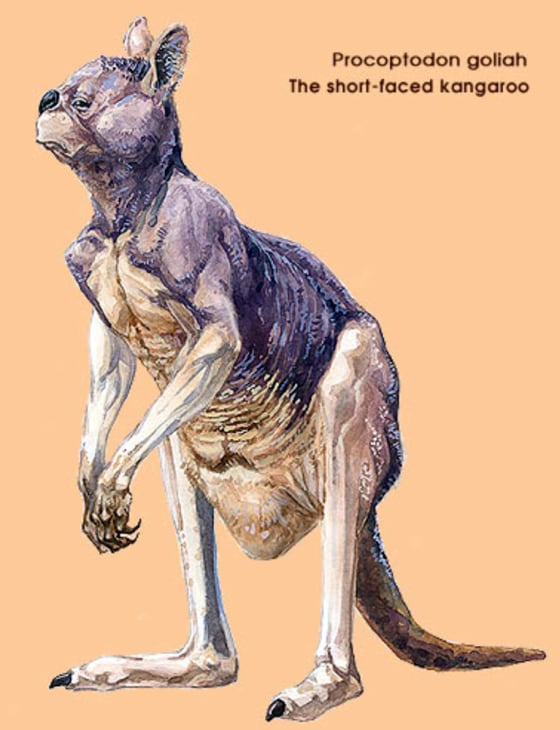 University of Melbourne and La Trobe University handout artist's impression shows a giant Kangaroo, or Procotoptodon goliah